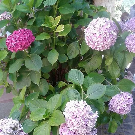 Domus Rosetta Romana Con Giardino *