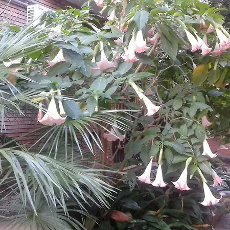 Apartment Domus Rosetta Romana Con Giardino Rom